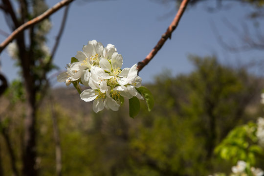 Apple Tree, North Khorasan, Iran