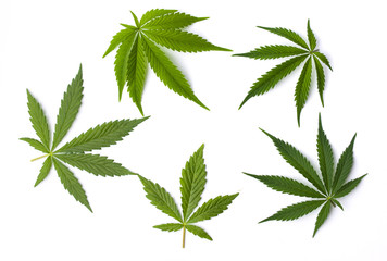 Marijuana leaves isolated on white background - 162402075