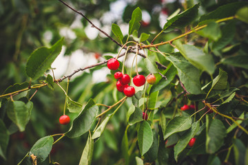 Red cherries on branches