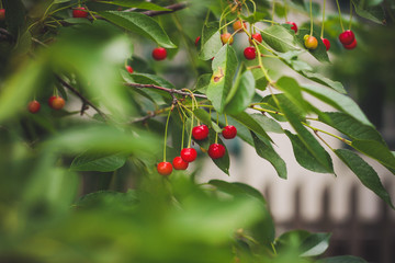 Red cherries on branches