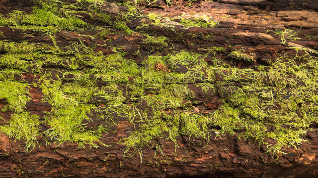 Green moss growing on driftwood
