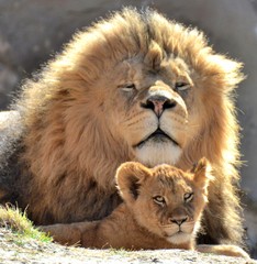 Lion and CUb