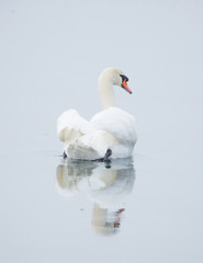 Mute swan