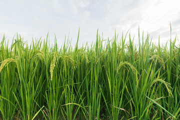 Rice paddy plantation