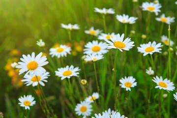 Daisy field in the sunny summer day.