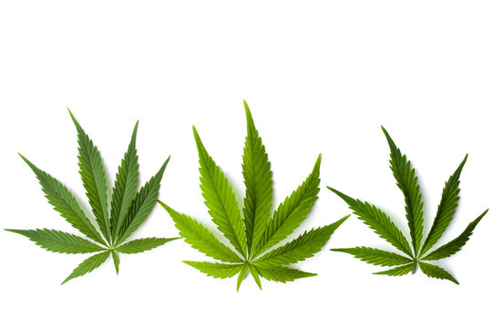 Marijuana leaves isolated on white background