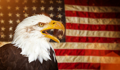 Naklejka premium Bald Eagle with American flag