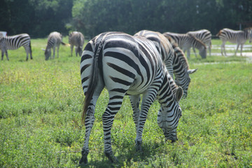 Zebra eating grass, wildlife photography