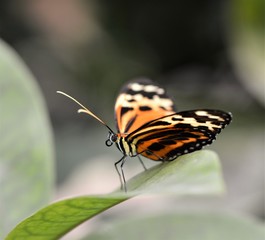 Fototapeta na wymiar Delicate Butterfly