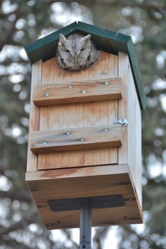 Owl in Birdhoue