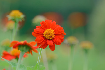 Zinnia in garden