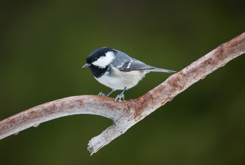 Coal tit (Periparus ater).