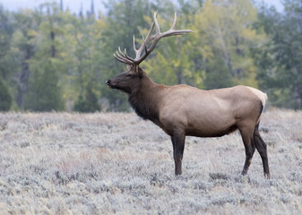 Naklejka na ściany i meble BULL ELK IN SAGEBRUSH MEADOW STOCK IMAGE