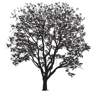 Elm silhouette with leaves