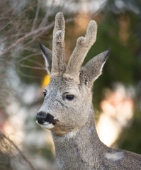  Roe deer