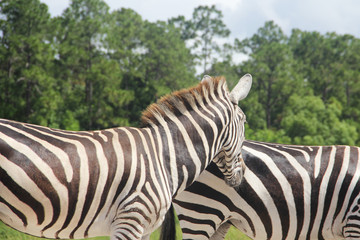 Zebras, wildlife photography 