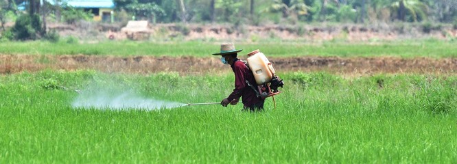 farmer spraying pesticide in green rice field