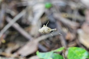 insect carcass