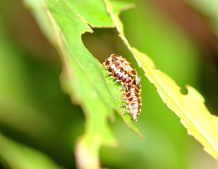 millipede