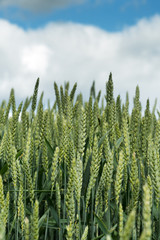 Growing green wheat in field.
