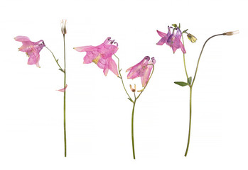 Dried and pressed flowers of a pink Aquilegia vulgaris Columbine flower isolated on a white.