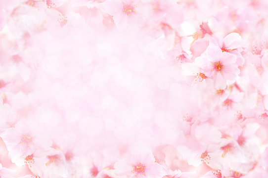 Fototapeta Spring cherry blossom frame, toned, springtime blossoming flower background, pastel and soft floral card