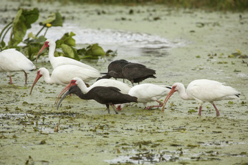 Ibises wading and feeding in a swamp in Christmas, Florida.