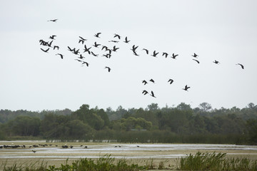 Glossy ibises flying over a swamp at Orlando Wetlands Park.