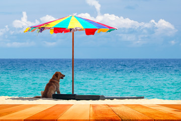 Wooden plank with dog sitting under the beach umbrella against sea background.