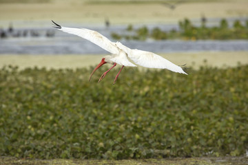 White ibis landing in a swamp at Orlando Wetlands Park.