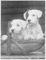Fall - Sealyham - 1934. Date: 1934