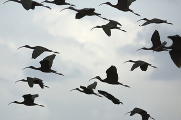 Glossy ibises flying over a swamp at Orlando Wetlands Park.
