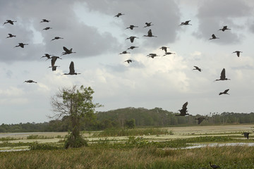 Glossy ibises flying over a swamp at Orlando Wetlands Park.