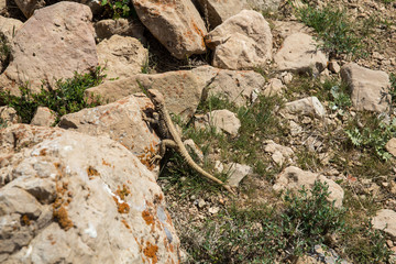 Fototapeta premium Caucasian Agama, North Khorasan, Iran