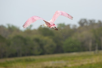 Fototapeta na wymiar Roseate spoonbill taking off from a swamp, Orlando Wetlands Park.