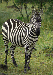 Young zebra in the Maasai Mara Reserve, Kenya