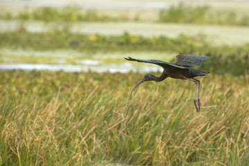 Glossy ibis with iridescent wings landing at Orlando Wetlands Park.