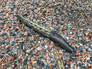 Big snail on sand road.