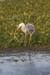 Great blue heron eating a snake at Orlando Wetlands Park.