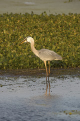Great blue heron eating a snake at Orlando Wetlands Park.