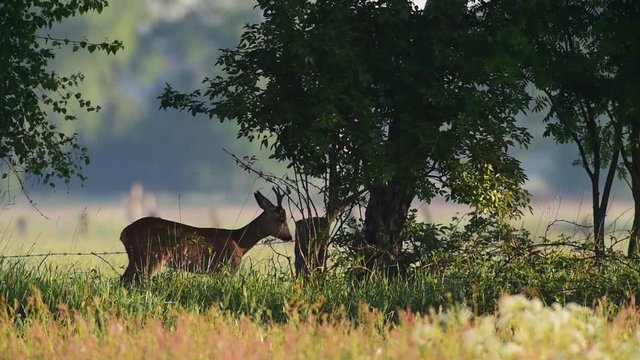 Rehbock verfegt Strauch in Hecke, Mai