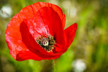 Poppy