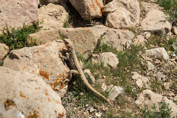 Fototapeta premium Caucasian Agama, North Khorasan, Iran
