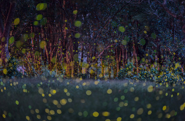 Fireflies in the summer at forest near Bangkok city, Thailand