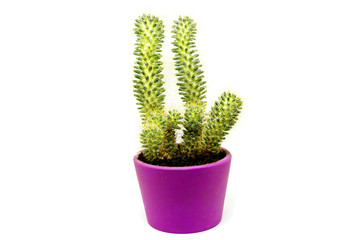 Cactus in a pot on a white background