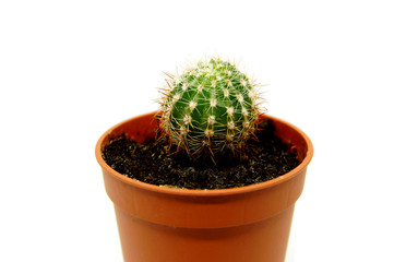 Cactus in a pot on a white background