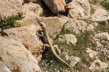 Fototapeta premium Caucasian Agama, North Khorasan, Iran