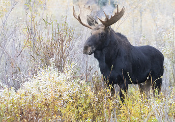 BULL MOOSE IN AUTUMN COLORS STOCK IMAGE