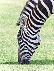Fototapeta na wymiar Postcard with a zebra eating the grass on a field