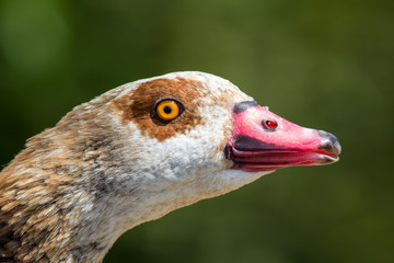 Egyptian goose (Alopochen aegyptiaca) close up of beautiful waterfowl bird face.